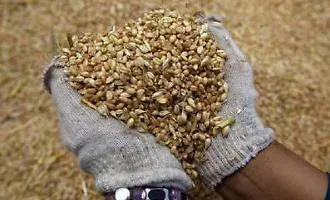 Dal seme al mercato: la Rete d'Impresa punta all'Igp per i grani antichi siciliani