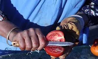 Pomodorino di Gela, stretta sulla sicurezza dopo i casi di salmonella