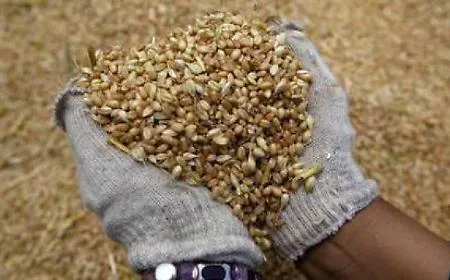 Dal seme al mercato: la Rete d'Impresa punta all'Igp per i grani antichi siciliani