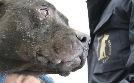 Cercavano un cagnolino smarrito, scoprono il ring dei pitbull: maxi operazione a Gela