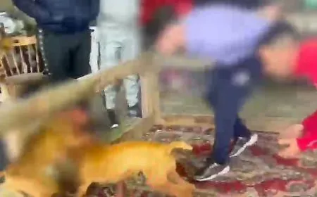 L&rsquo;inferno dei pitbull porta in Serbia Sei denunciati, 13 cani sequestrati