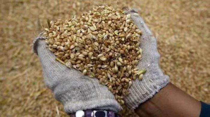 Grano duro con escrementi e piccioni sequestrato in un'azienda nel Nisseno