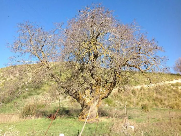 Sui Monti Sicani il pi&ugrave; grande mandorlo del mondo: 5 metri di diametro e 500 anni (con una scala incastonata nel tronco)