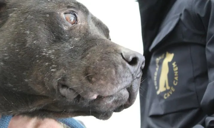 Cercavano un cagnolino smarrito, scoprono il ring dei pitbull: maxi operazione a Gela